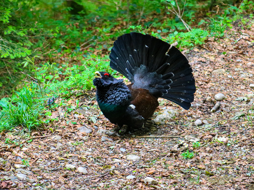 Eintauchen in die Vogelwelt auf der Schwägalp
